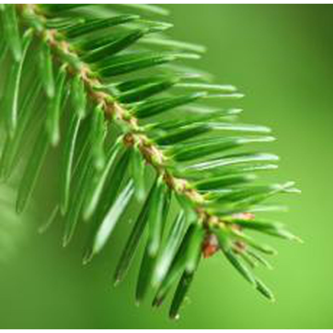 Essential Oil - Fir Needle