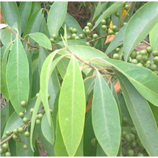 Essential Oil - Litsea Cubeba (Citral)