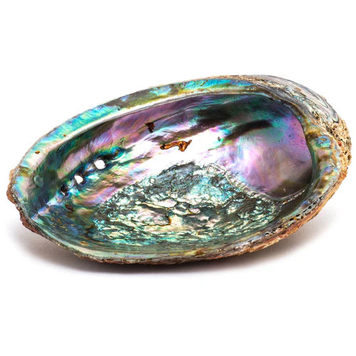 Abalone Shell